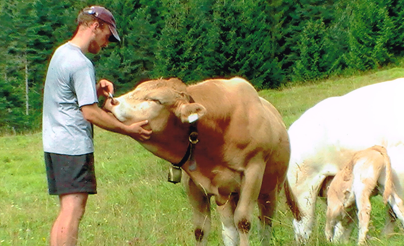Außerferner Jungrind auf der Alm