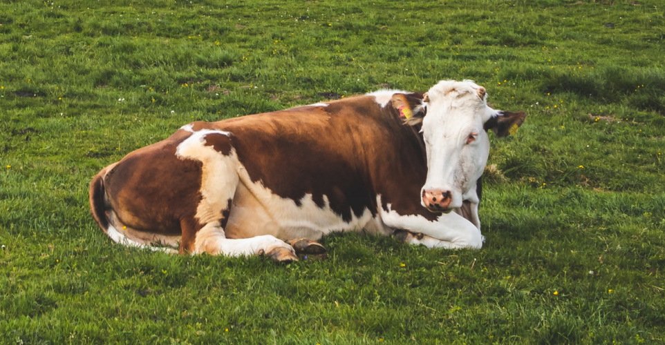 Frisches Qualitätsfleisch aus eigener Schlachtung